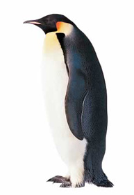 Penguin